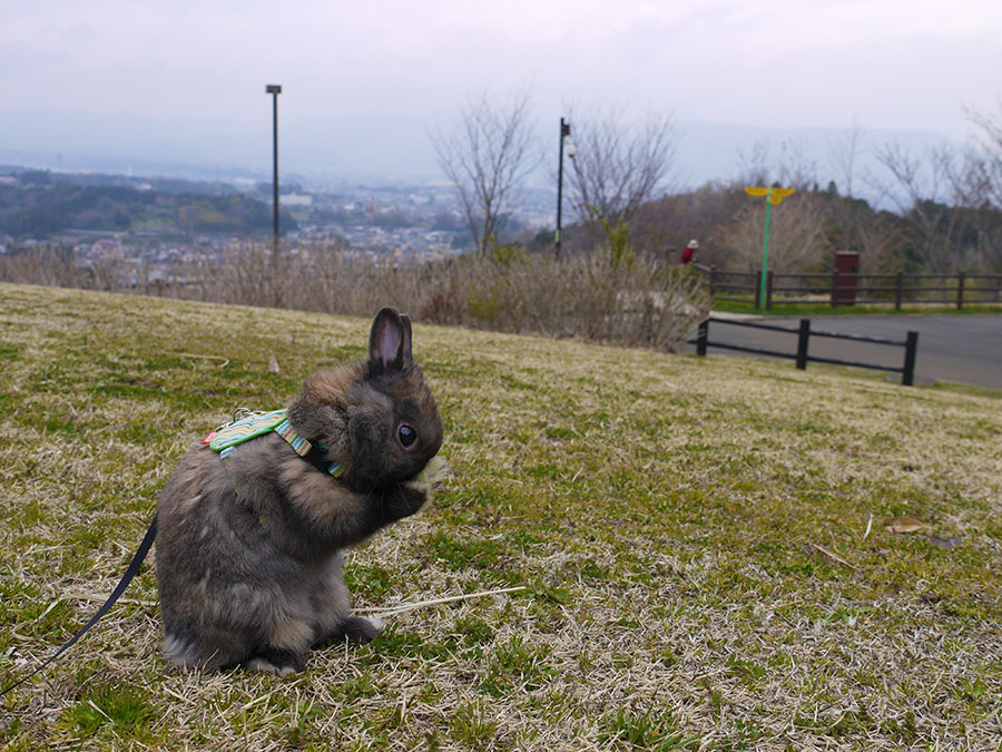 うさぎのムックとうさんぽ おだわら諏訪の原公園 ガス器具ネット スタッフブログ